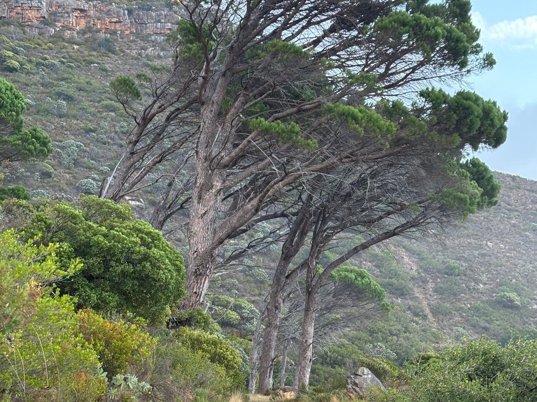 Mother City Hikers-开普敦中心区必去景点