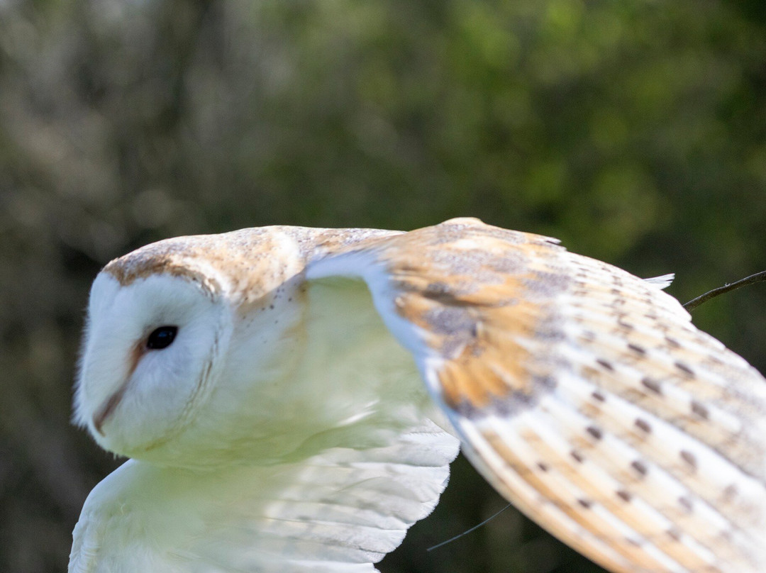 The British Bird of Prey Centre-喀麦登必去景点