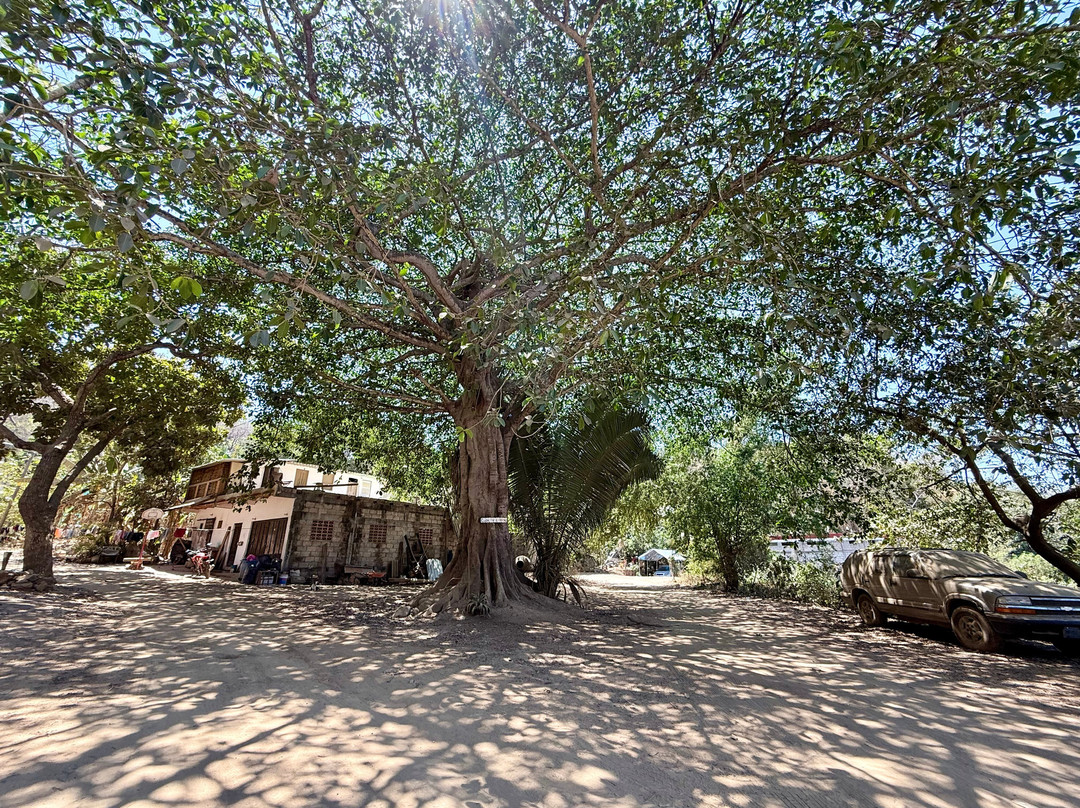 Centro de Visitantes OASP-旧金山必去景点