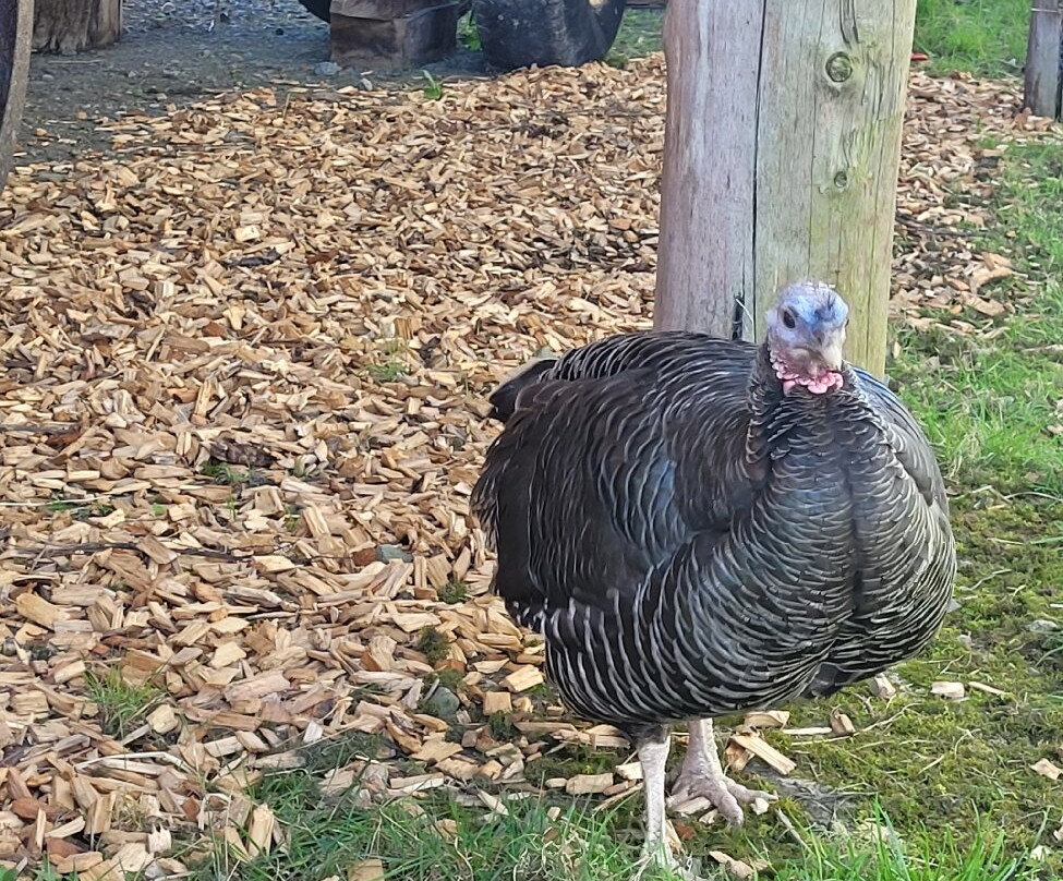 Llanerchaeron-Aberaeron必去景点