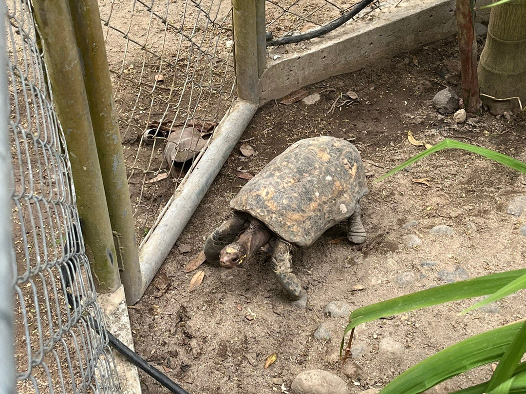 Buenaventura Zoo-雷哈托必去景点