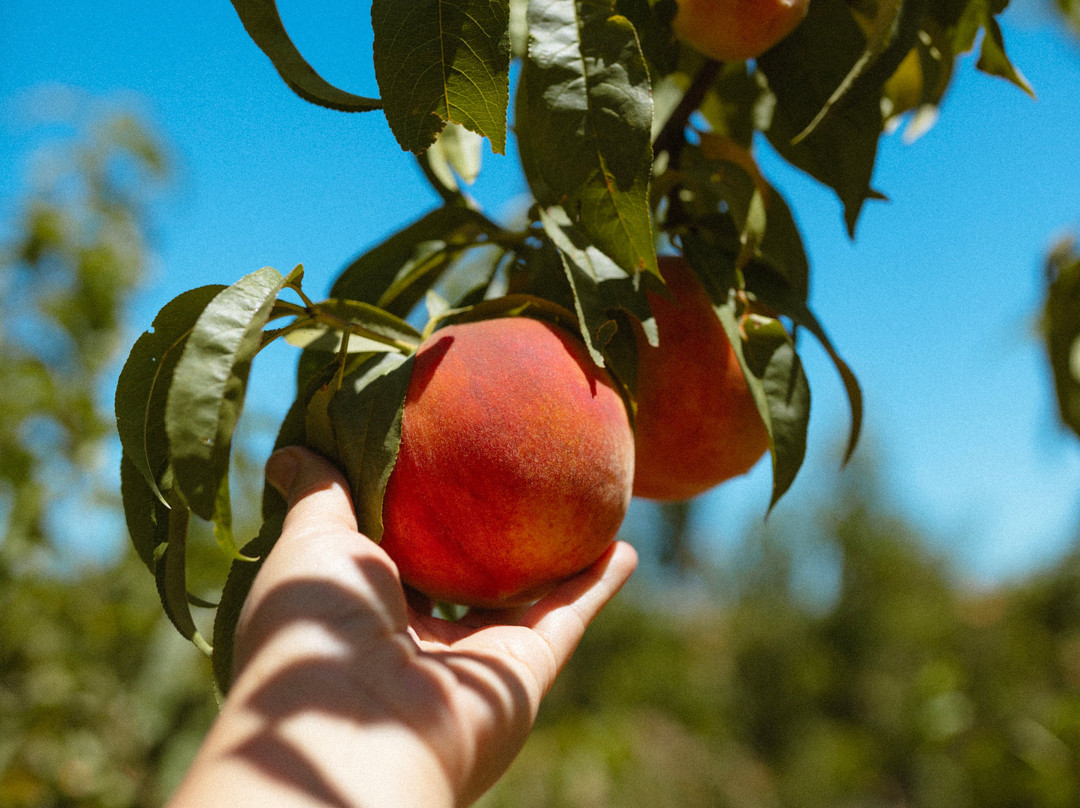 The Farmers Daughter Produce-Brentwood必去景点
