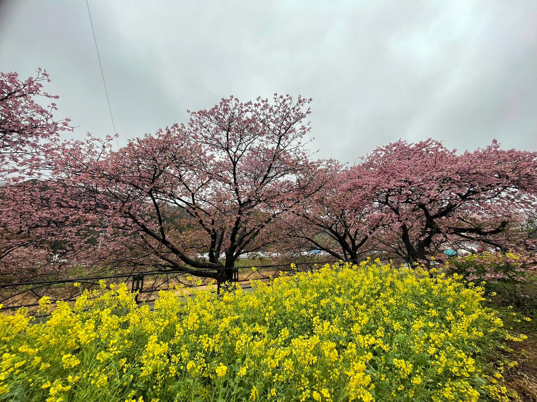 河津樱花-河津町必去景点