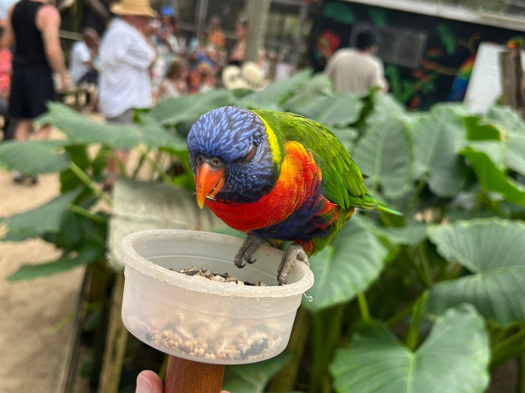 Parotte Ville Bird Sanctuary-圣马丁岛必去景点