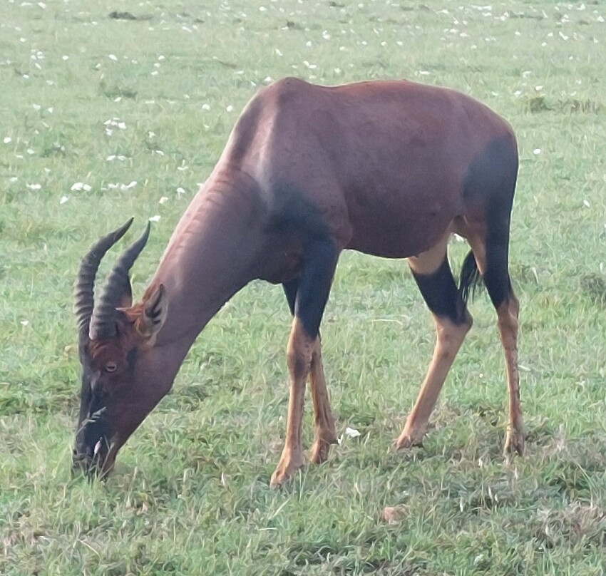 Grivet Tours And Safaris-马林地必去景点