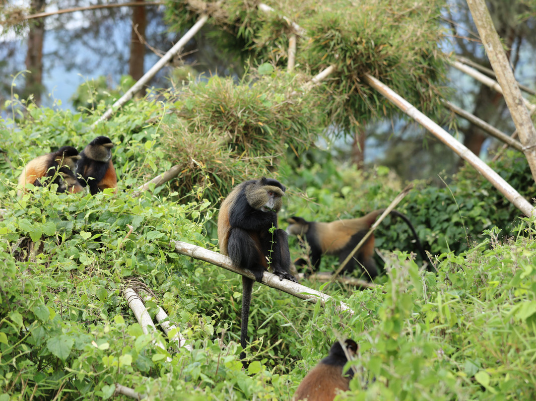 Big Apes Africa Safaris-坎帕拉必去景点
