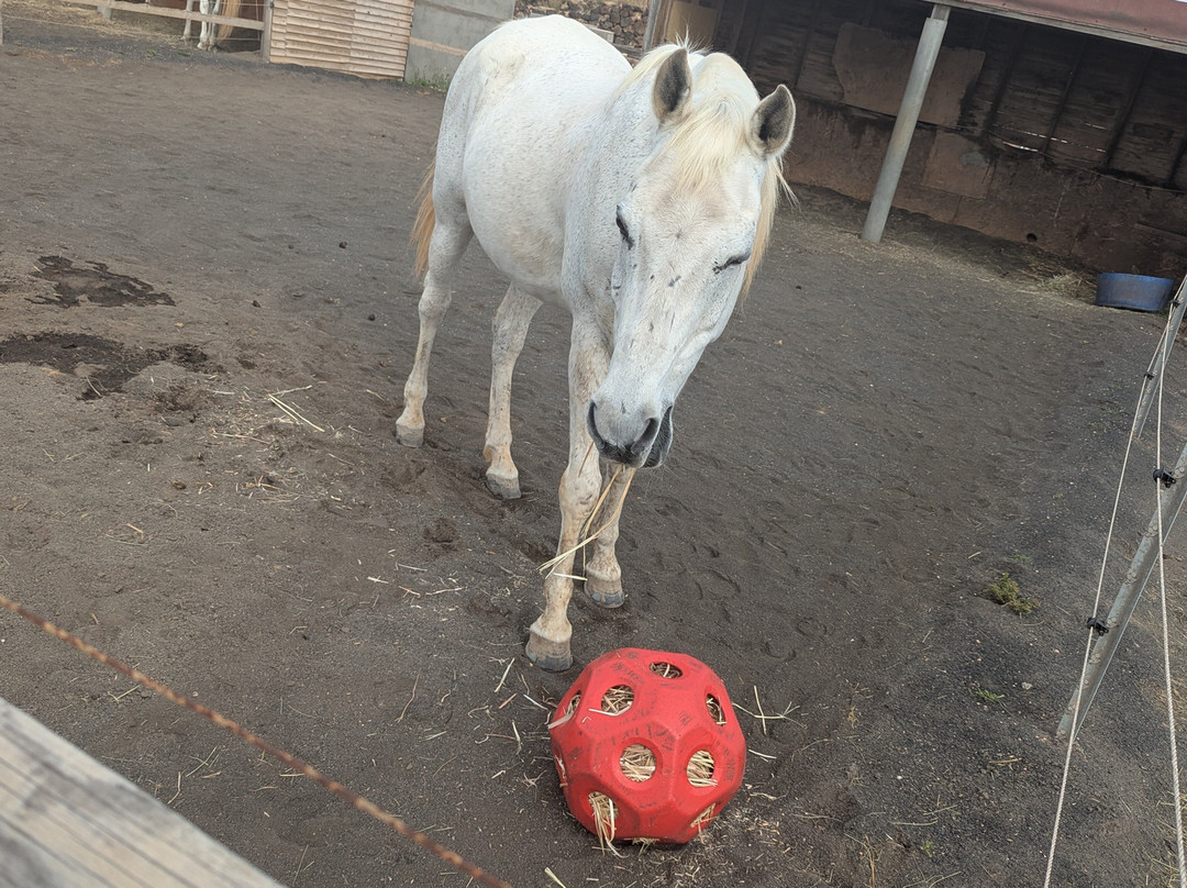 Horses Lanzarote-Teseguite必去景点