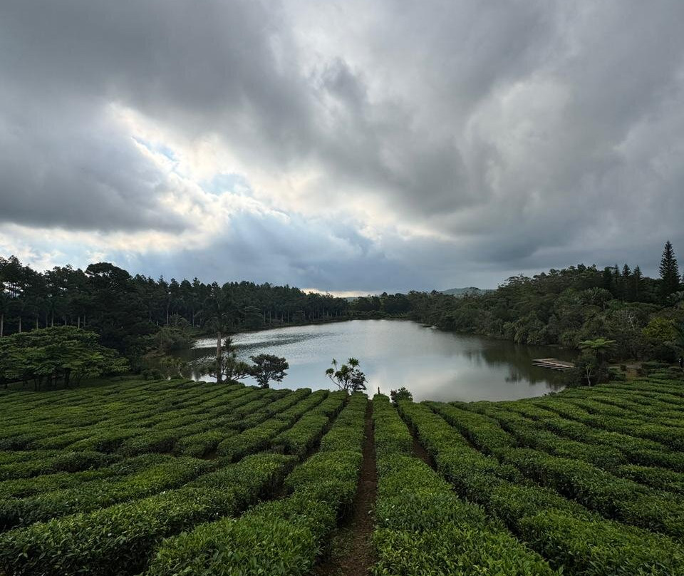 Bois Cheri Tea Factory and Tea Museum-Bois Cheri必去景点