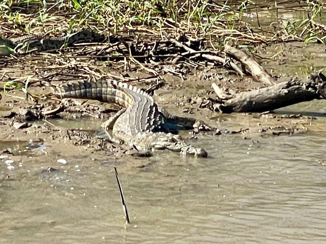 Shoreline Hippo and Croc Cruises-圣露西亚必去景点