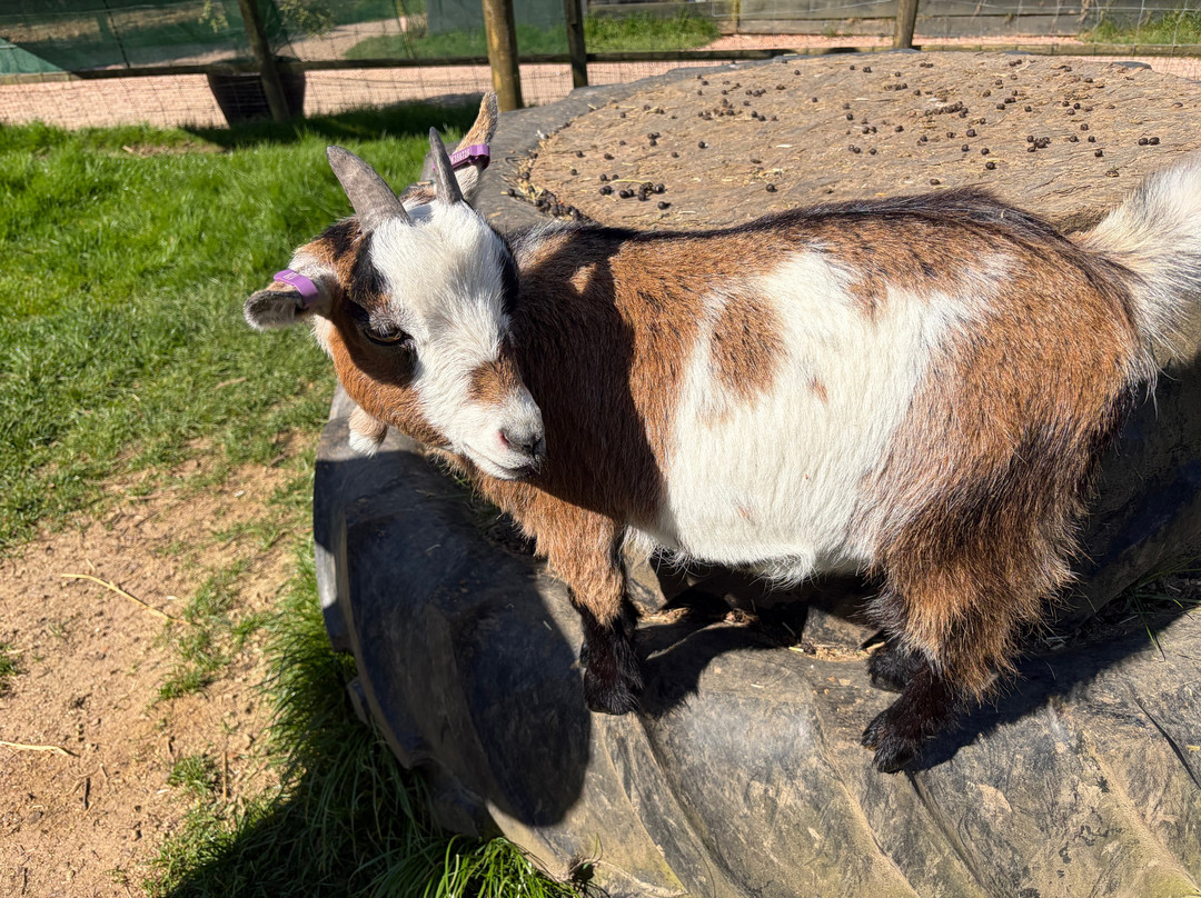 Totnes Rare Breeds Farm-托特尼斯必去景点