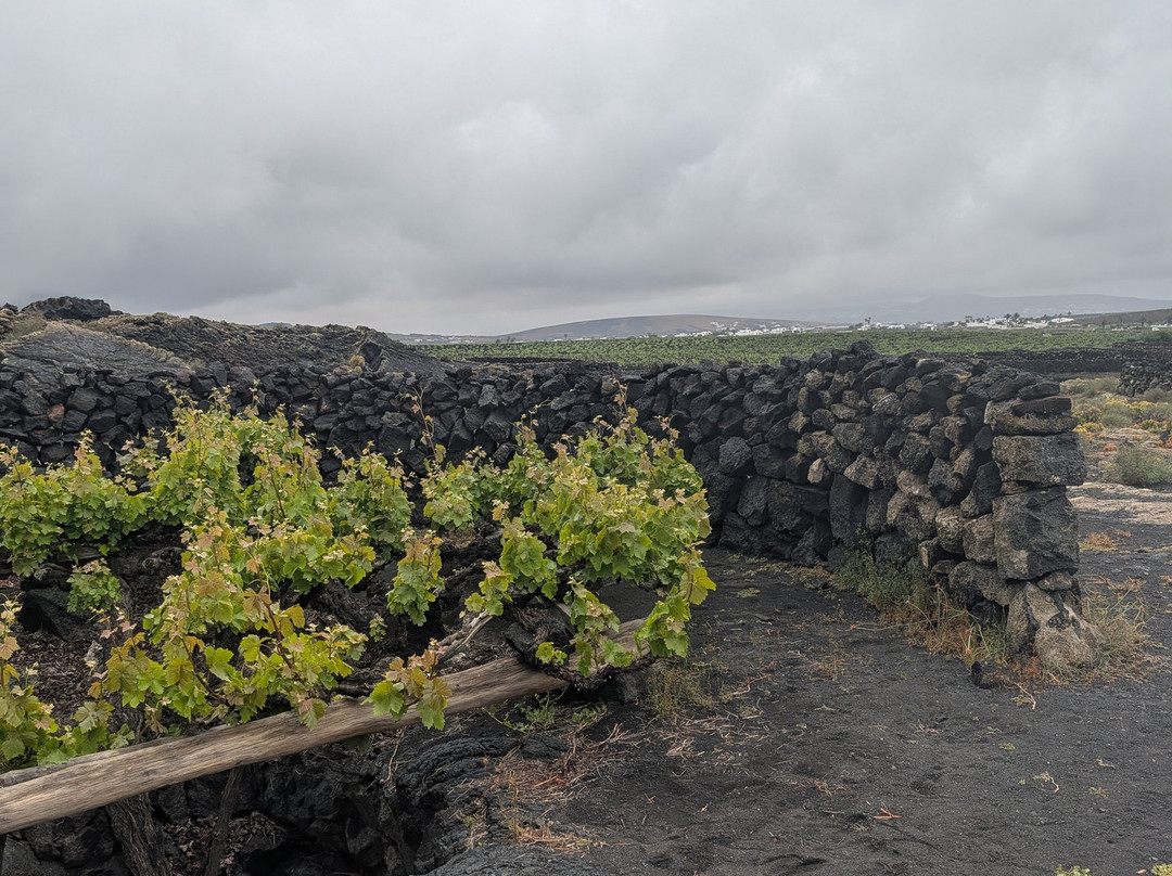 Wine Tours Lanzarote-卡门港必去景点