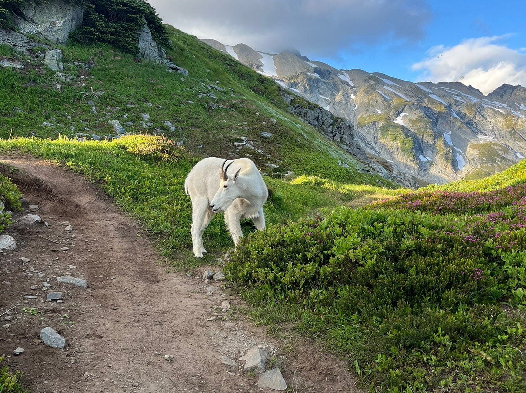 North Cascades National Park-North Cascades National Park必去景点