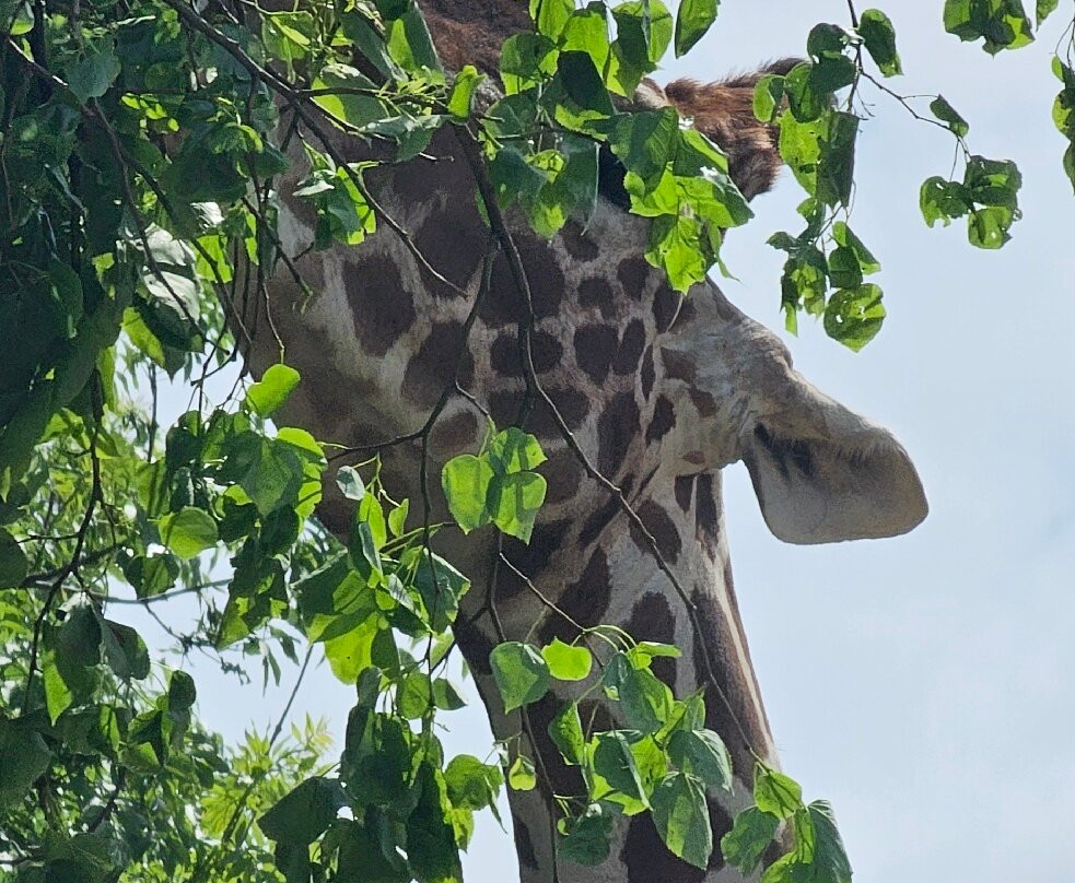 Bristol Zoo Project-Easter Compton必去景点