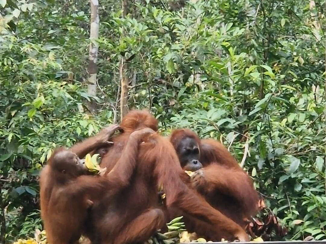 Orangutan Houseboat Tour-Kumai必去景点