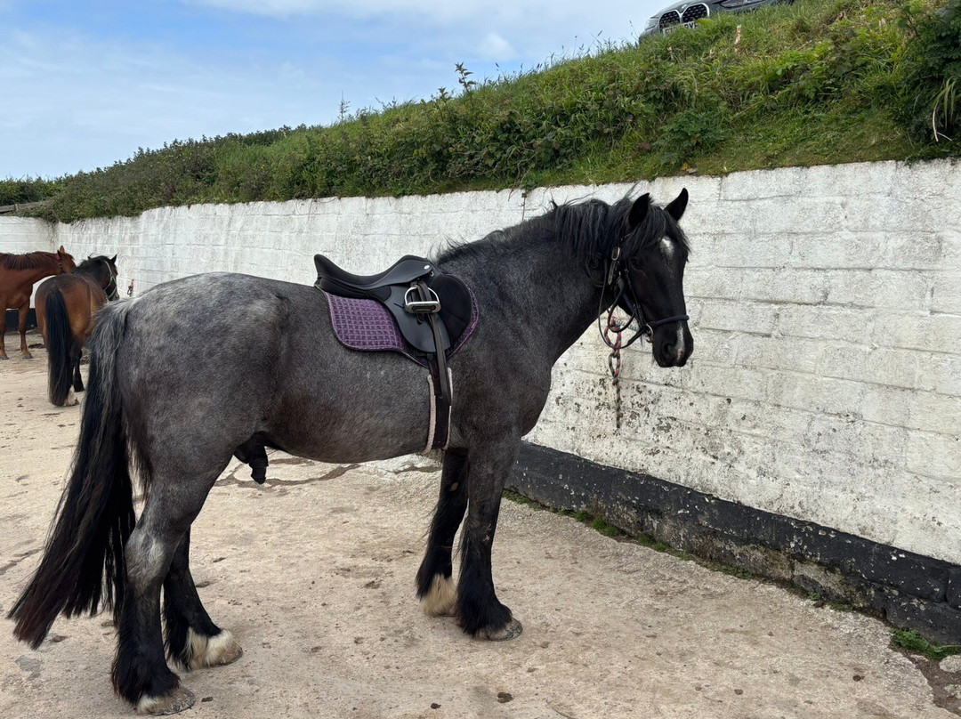 Reen Manor Riding School-佩伦波思必去景点
