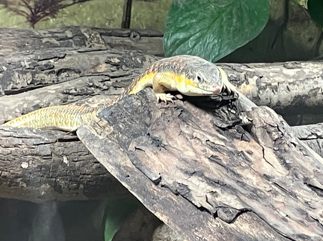 Tropicarium Park-Lido di Jesolo必去景点