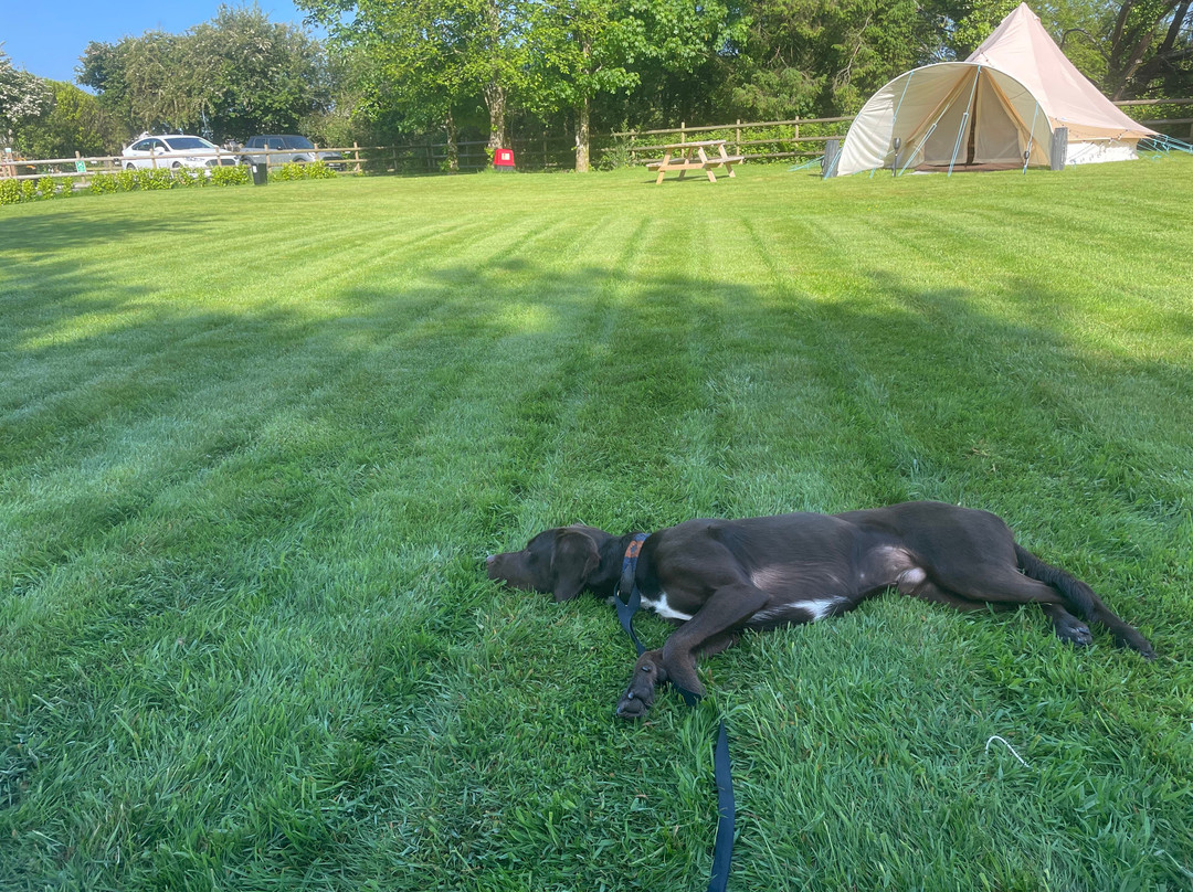 Burrow Farm Camping