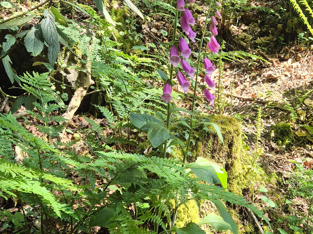 Canonteign Falls-Christow必去景点