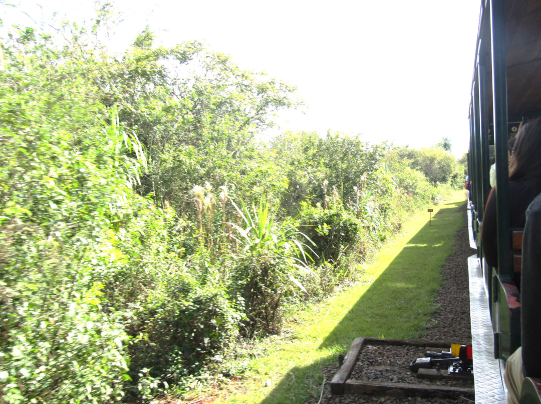 Tren Ecológico De La Selva