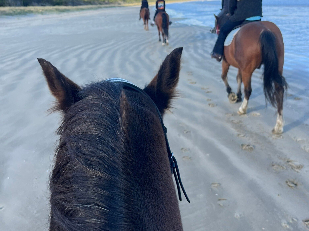 Horse Riding Tasmania-Woodsdale必去景点