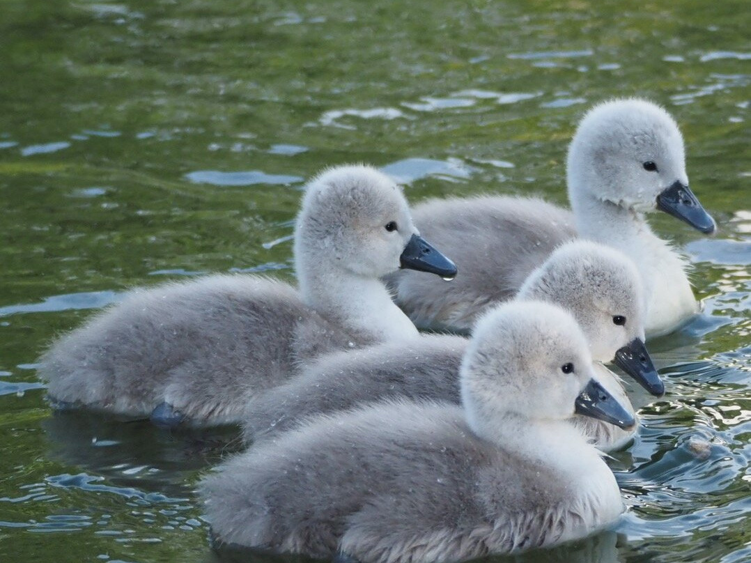 GG Wildlife Experiences Ltd-Goring-on Thames必去景点