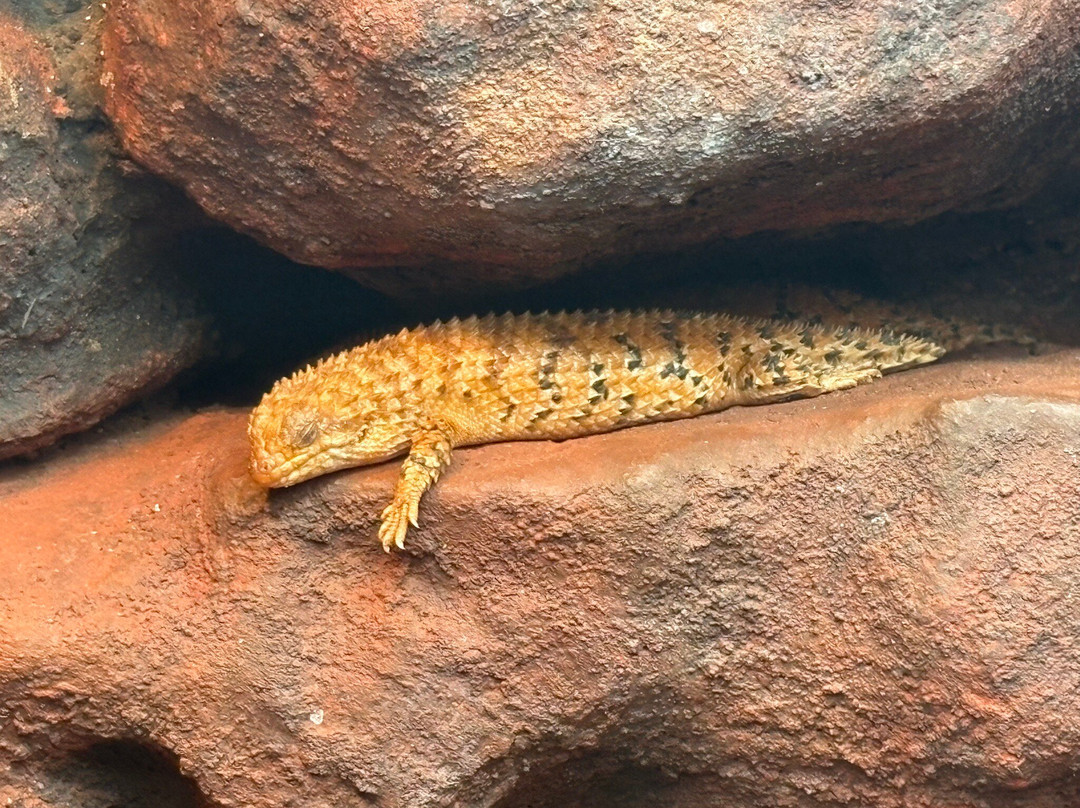 Hartley's Crocodile Adventures-Wangetti必去景点