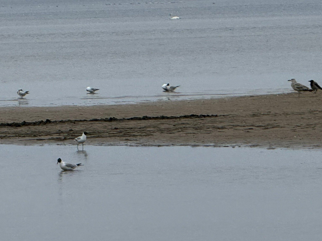 Jurmala Beach-尤尔马拉必去景点
