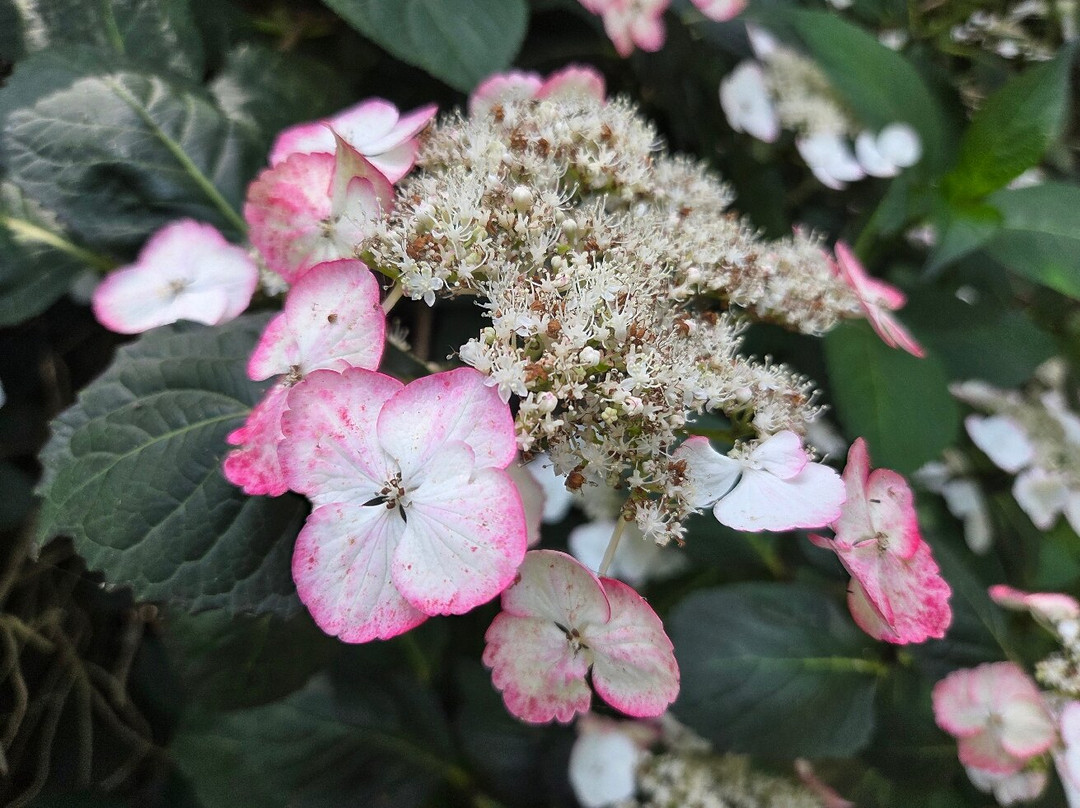 Circuit des Hortensias-Ploermel必去景点