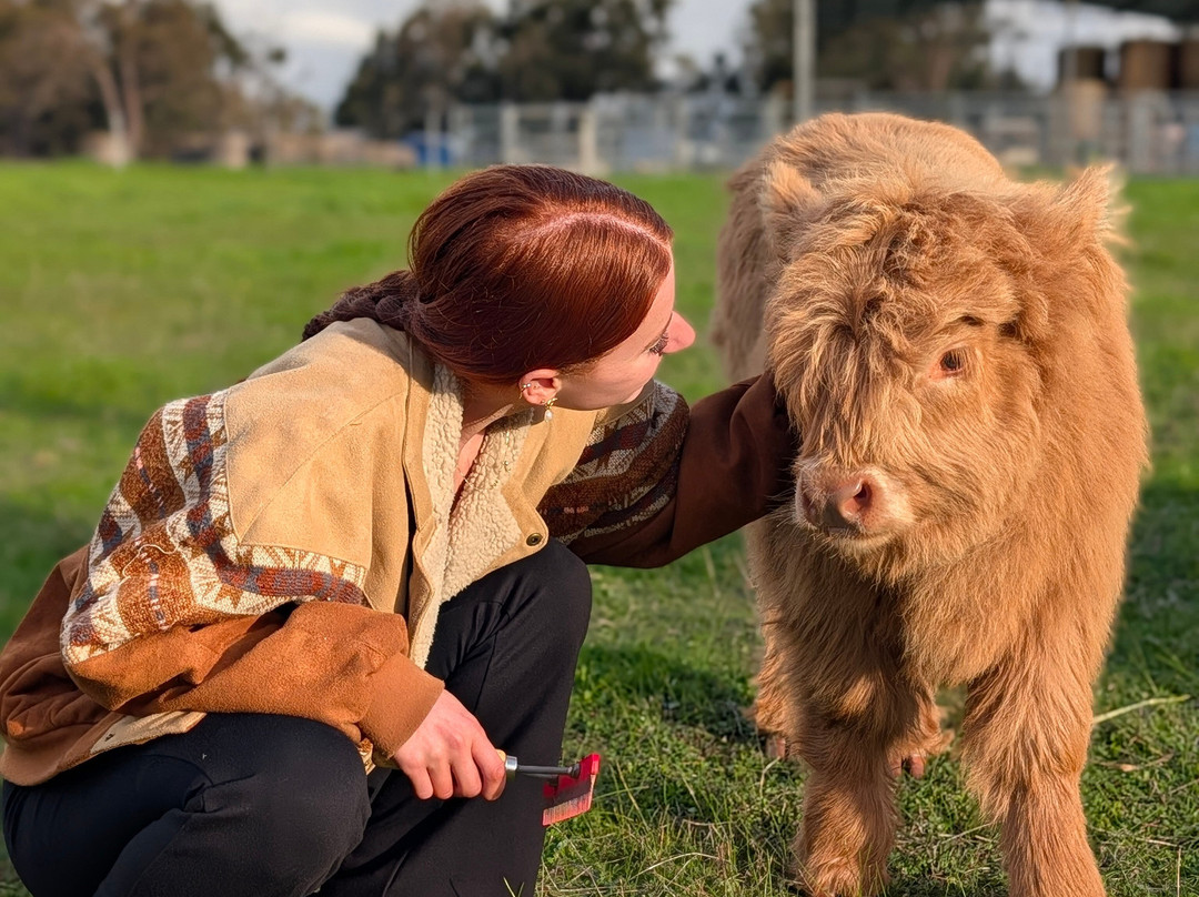 Scotchwood Farm - Highland cow Experience-Boyup Brook必去景点