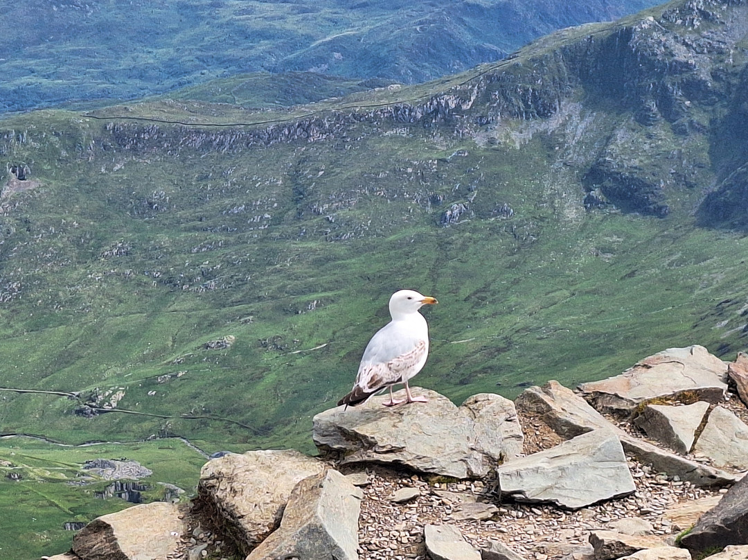 Snowdon Mountain Railway-Llanberis必去景点