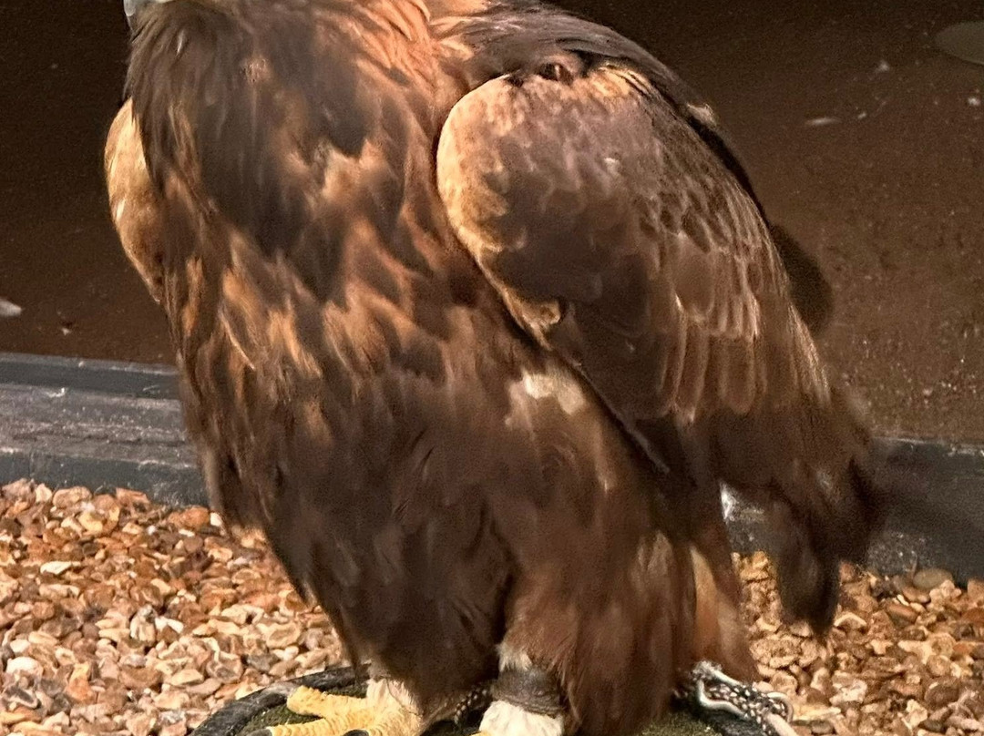 Loch Lomond Bird Of Prey Centre-Balloch必去景点