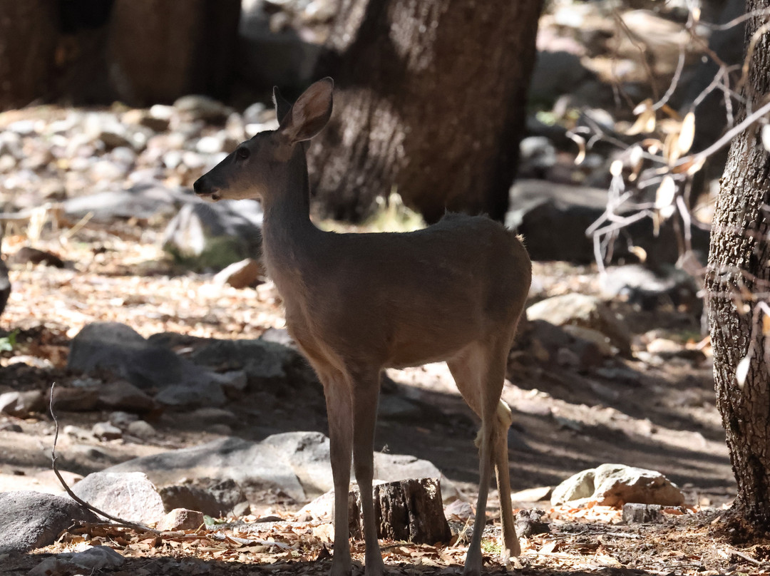 Ramsey Canyon Cabins & Bird Sanctuary主图