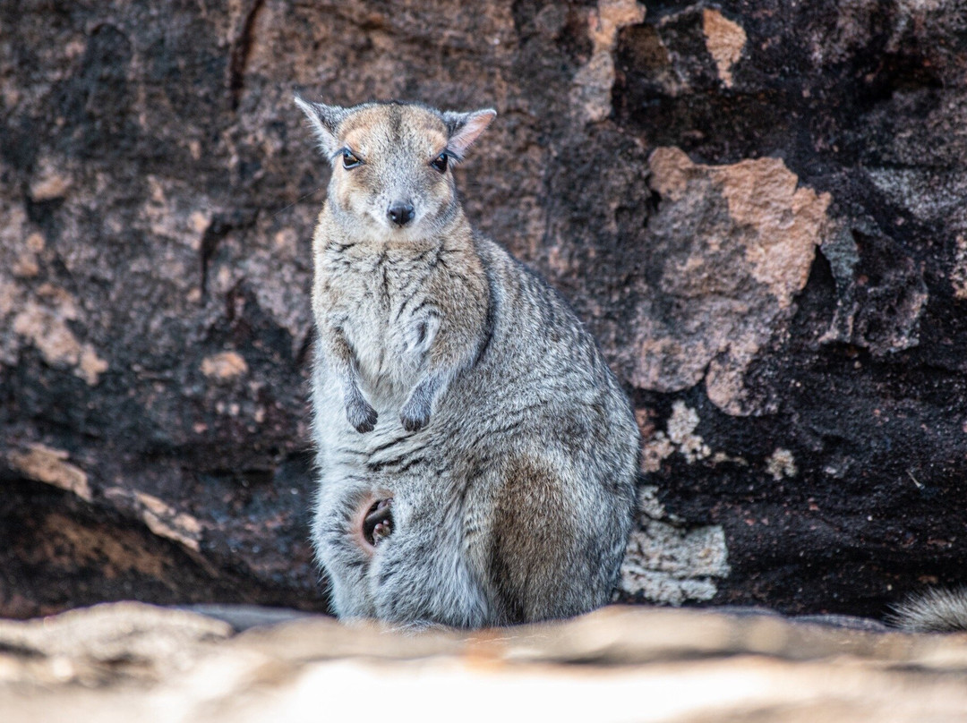 Kimberley Safari Tours-North Perth必去景点