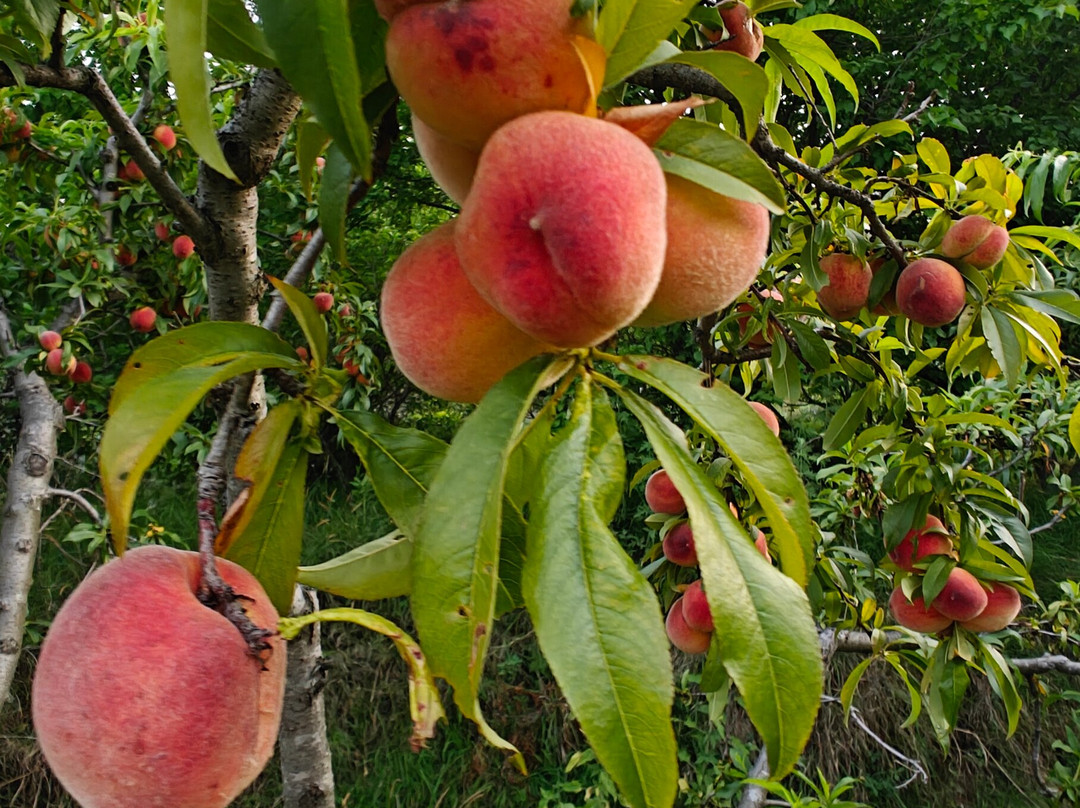 The Orchard at Peora Estates主图
