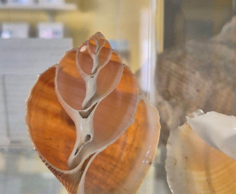 Magical World of Shells Museum-皮兰必去景点
