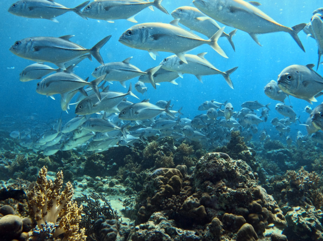 Bali Hai Diving Menjangan-班玉威当必去景点