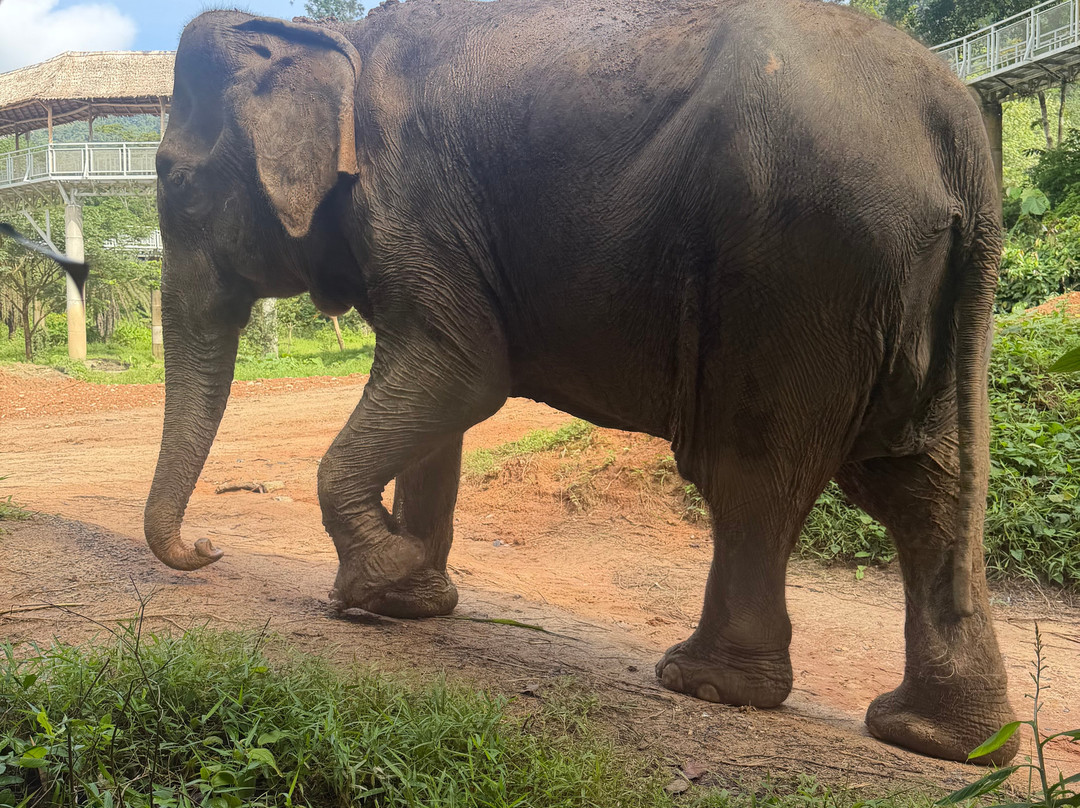 Phuket Elephant Sanctuary-普吉岛必去景点