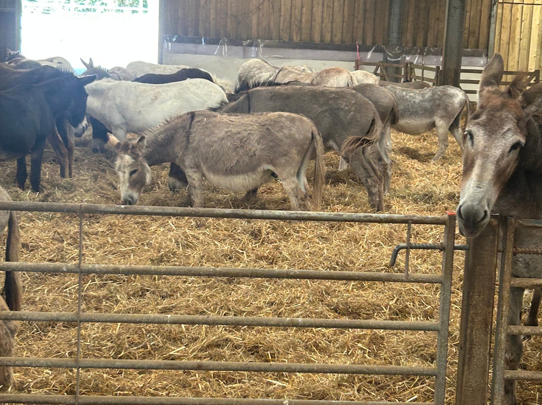 The Flicka Foundation - Donkey Sanctuary-Penryn必去景点