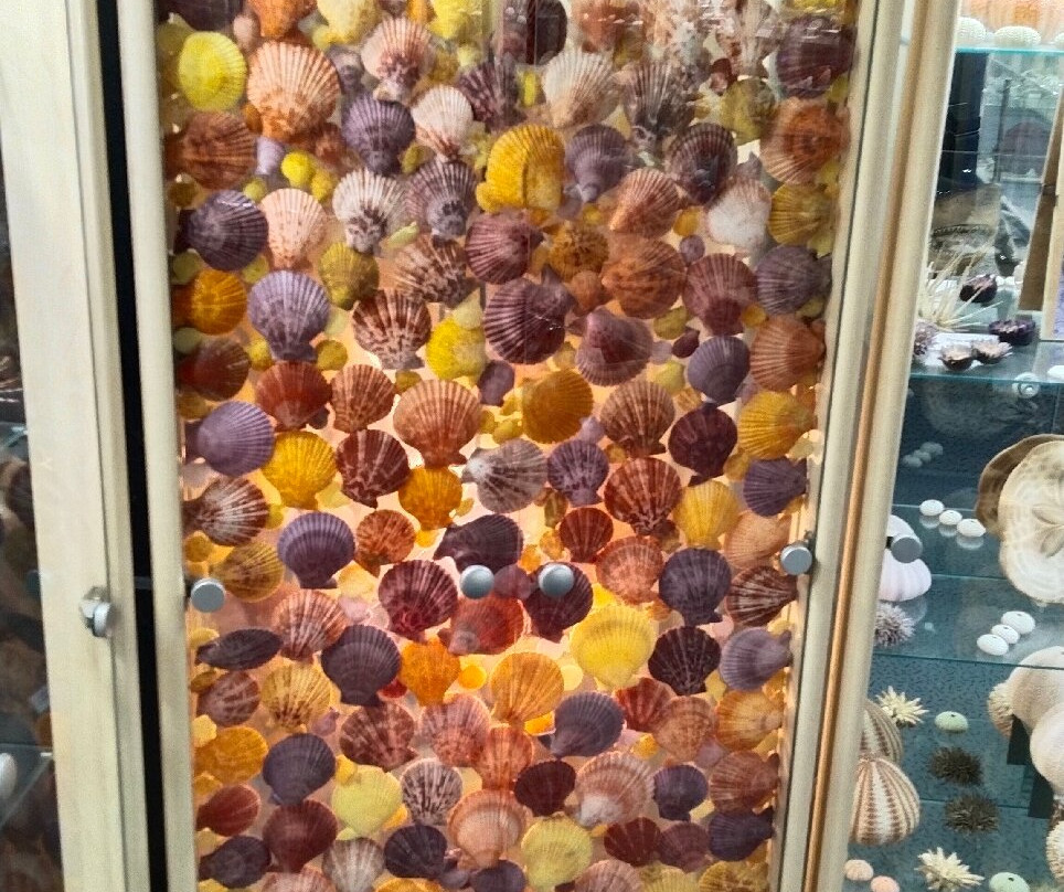 Museum du Coquillage-莱萨布勒多洛讷必去景点