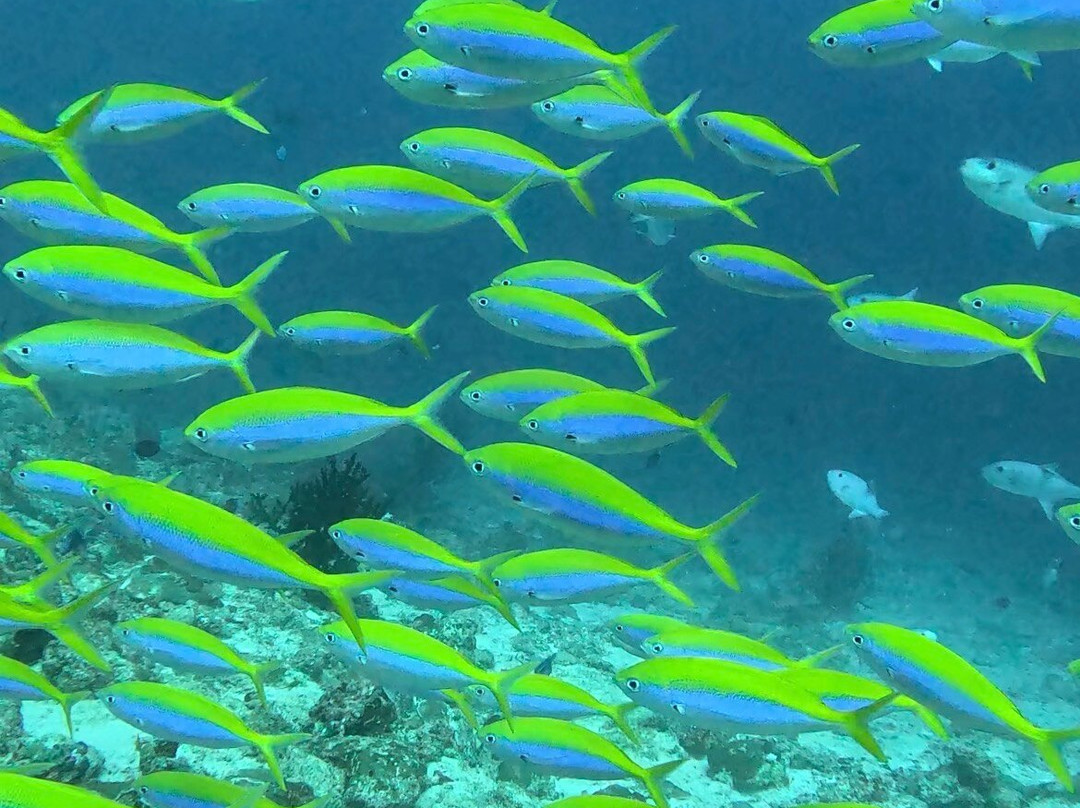 Euro-Divers Eri Maldives-马累北环礁必去景点