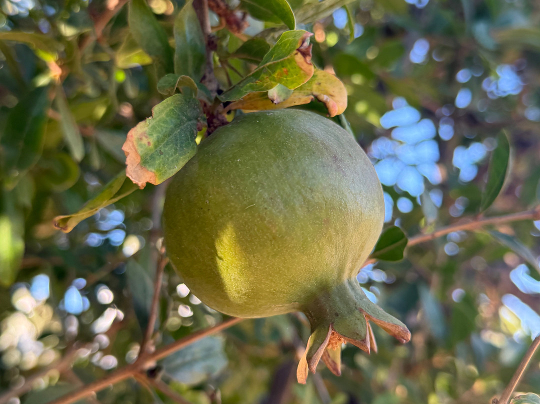 Tour In Mykonian Land & Wine Tasting-Marathi必去景点