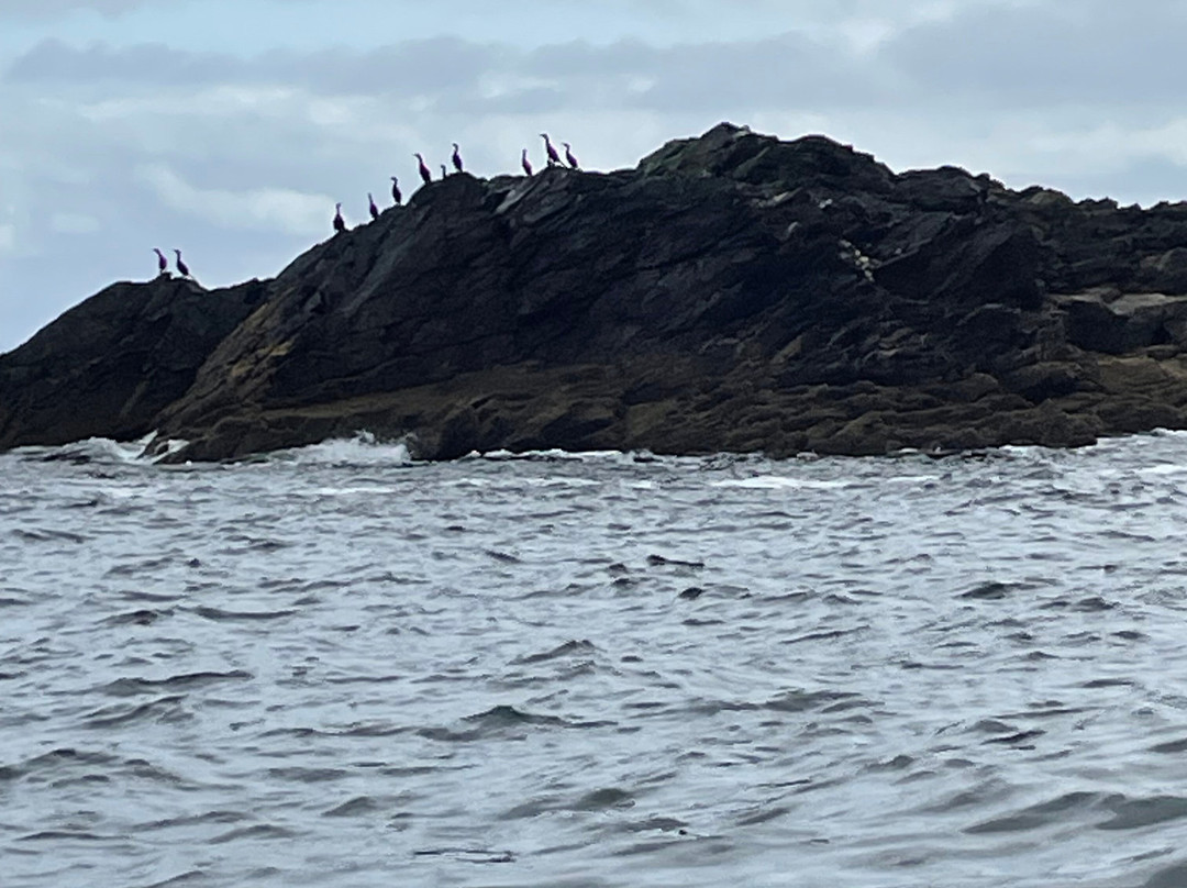 Blacksod Sea Safari-Belmullet必去景点