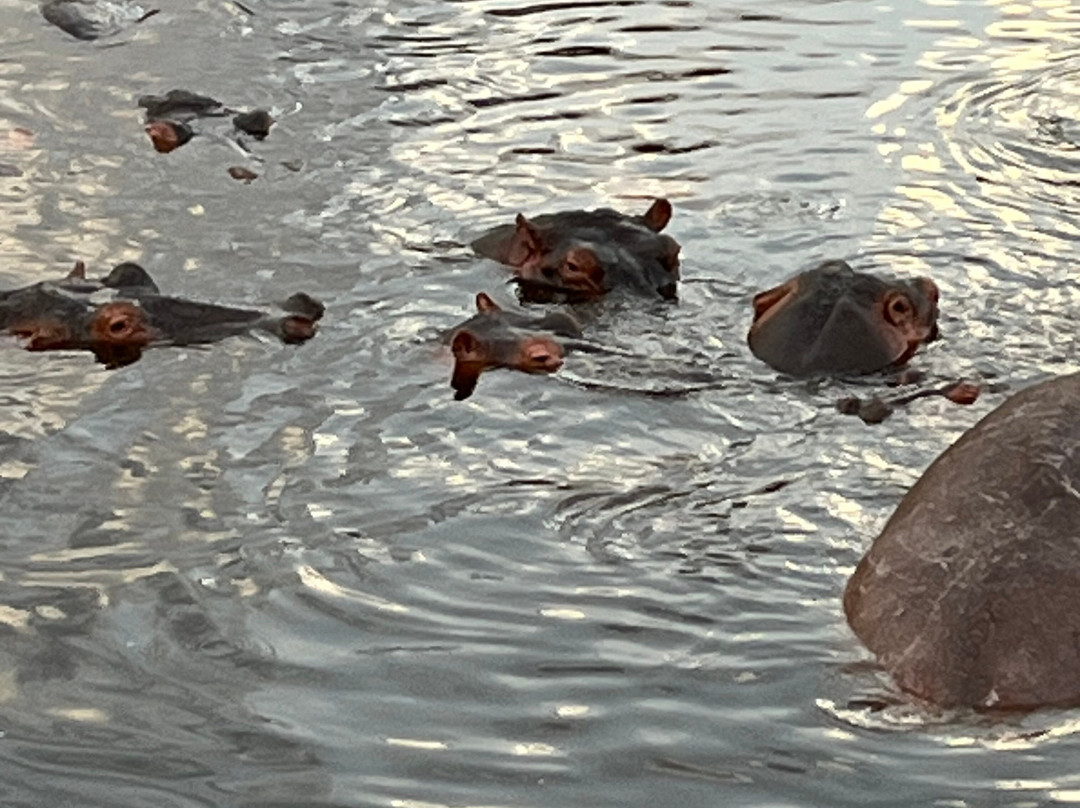 Serengeti Hippo Pool-塞伦盖蒂国家公园必去景点