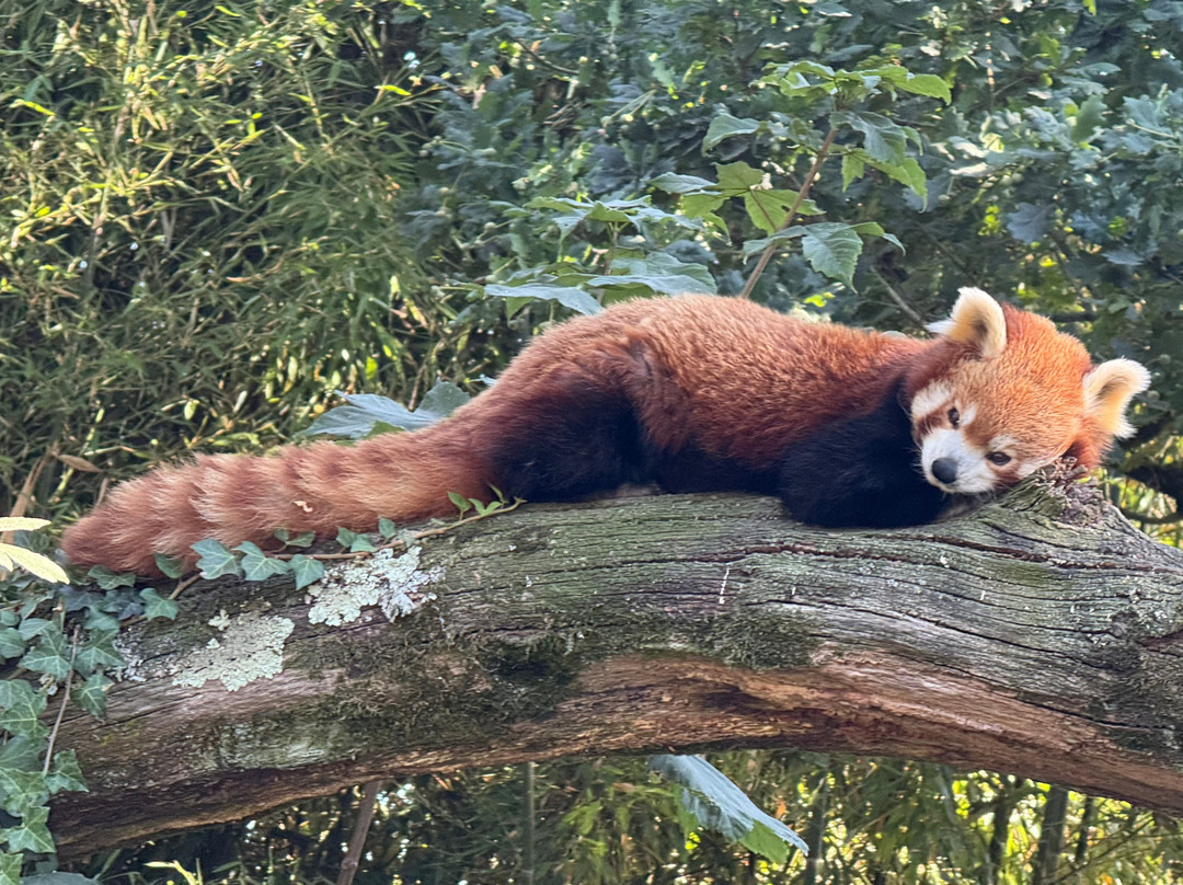 Parc Animalier et Botanique de Branféré-Le Guerno必去景点