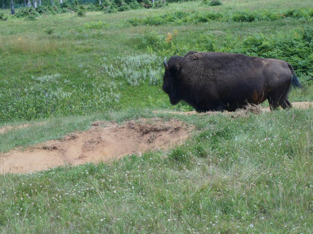 Zoo Sauvage of Saint-Felicien-Saint-Felicien必去景点