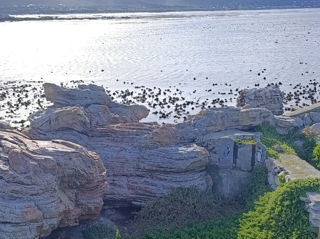 Stony Point Nature Reserve-Betty's Bay必去景点