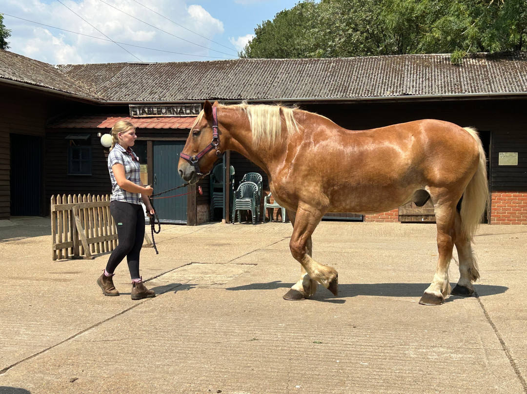 Dorset Heavy Horse Farm Park-Verwood必去景点