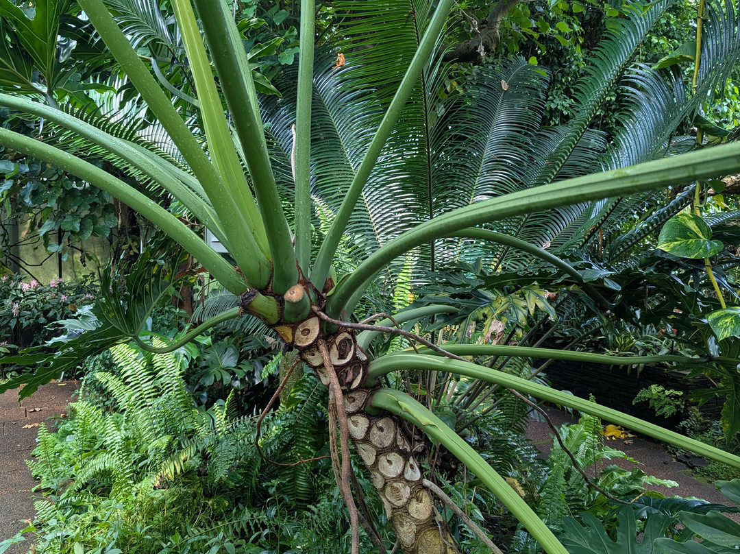 Dundee Botanic Garden-敦提必去景点