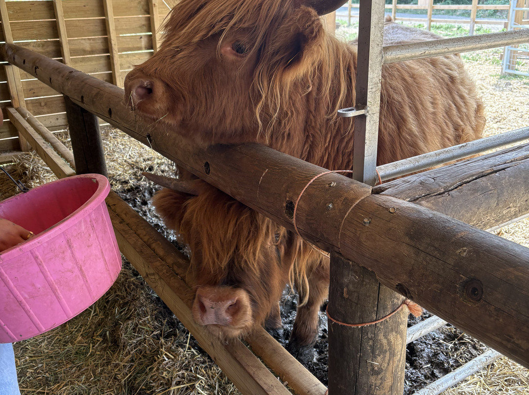 Quex Adventure Farm Park-Birchington必去景点