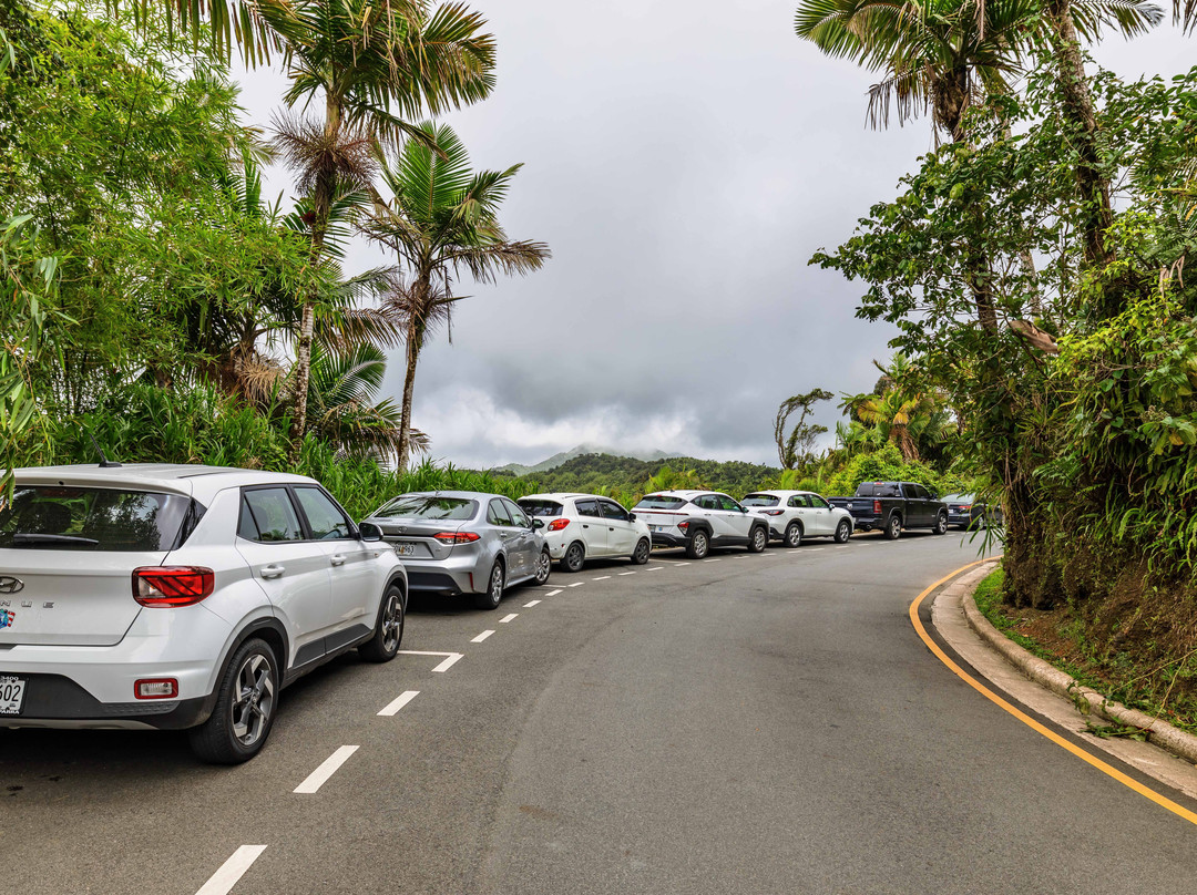 El Yunque National Forest-云盖国家森林公园必去景点